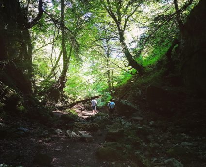 Ruta familiar por el Bosque Mágico de la Sierra del Sueve con Asturguías