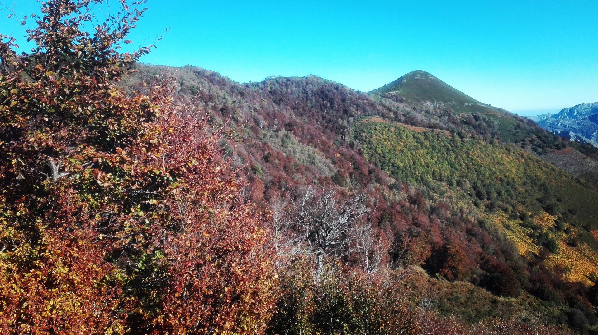 Bosque de hayas en otoño con vistas a las montañas del Parque Natural de Ponga, Asturias