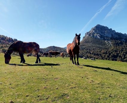 Caballos pastando en las praderas de altura de Ponga, Asturias