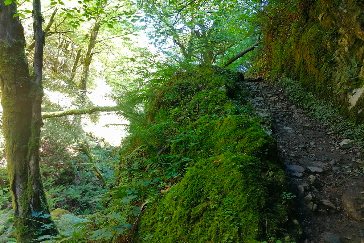 Sendero cubierto de musgo en el Hayedo de La Biescona, el más bajo de España, en la Sierra del Sueve