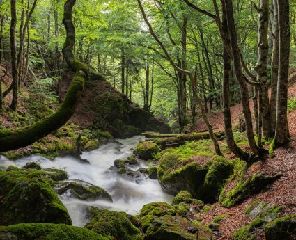 Bosque de Vegabaño con comida
